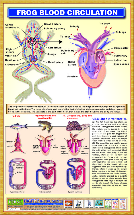 Frog Blood Circulation System Iqbal Scientific Store