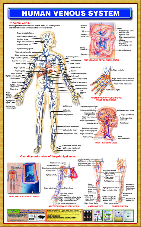 Human Arterial system – Iqbal Scientific Store