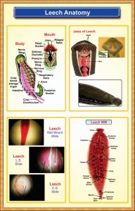 Leech-Anatomy – Iqbal Scientific Store