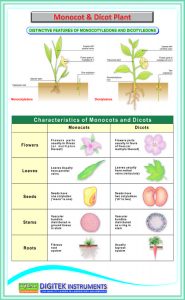 Monocot and Dicot Plant – Wall Chart – Iqbal Scientific Store